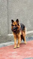 Mazaunin Cikakken Zuri'a na German Shepherd, Shekara 1+ - 2