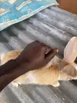 Rabbits for Breeding and Meat Production - 1