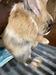 Rabbits for Breeding and Meat Production - 2