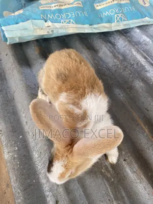 Rabbits for Breeding and Meat Production
