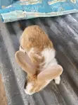 Rabbits for Breeding and Meat Production - 3
