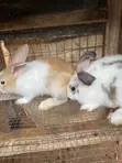 Rabbits for Breeding and Meat Production - 4