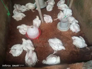 Live Broilers for Sale - 4 Weeks Old