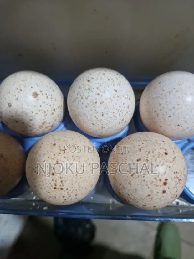 Unfertilized Turkey Eggs - 1
