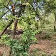 50 Hectares Mixed-Use Land for Sale | Maitama II, Abuja - 2