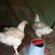 Broiler Kaji masu Rai don Siyarwa - 3kg Nauyi - 1