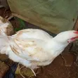 Broiler Kaji masu Rai don Siyarwa - 3kg Nauyi - 2