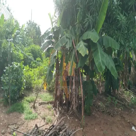 1.5 Plots Fenced Dry Land in Agbala Phase 2, Iperu-Remo - 1