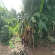 1.5 Plots Fenced Dry Land a Agbala Phase 2, Iperu-Remo - 1