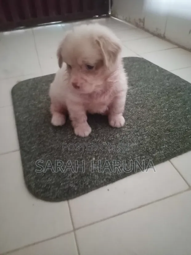 Purebred Lhasa Apso Puppies (1-3 Months) - 1