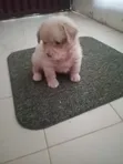 Purebred Lhasa Apso Puppies (1-3 Months) - 1