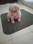 Purebred Lhasa Apso Puppies (1-3 Months) - 2