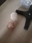 Purebred Lhasa Apso Puppies (1-3 Months) - 3