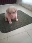 Purebred Lhasa Apso Puppies (1-3 Months) - 4