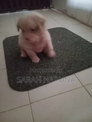 Purebred Lhasa Apso Puppies (1-3 Months)