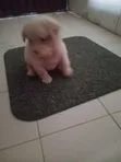 Purebred Lhasa Apso Puppies (1-3 Months) - 5