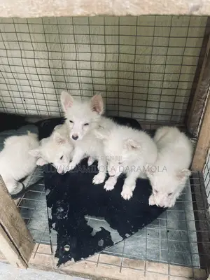 Kare Mai Ciki na Amurka Mai Tsarki, Wata 1-3