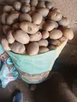 King Cyrus Irish Potatoes - 2