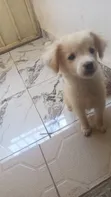 Purebred Lhasa Apso Puppy - 1-3 Months Male - 1