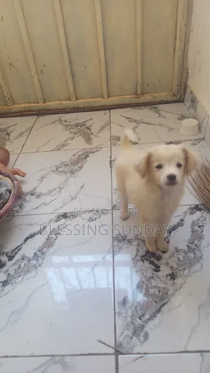 Purebred Lhasa Apso Puppy - 1-3 Months Male
