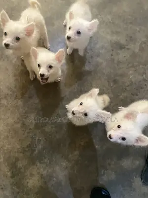 1-3 Months Female Purebred American Eskimo Puppy