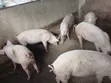 Live Pigs and Fresh Pork Meat for Sale - 1