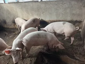 Live Pigs and Fresh Pork Meat for Sale