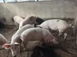 Live Pigs and Fresh Pork Meat for Sale - 2