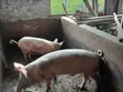 Live Pigs and Fresh Pork Meat for Sale - 4
