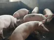 Live Pigs and Fresh Pork Meat for Sale - 5