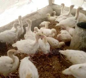 Day Old Broiler Chickens