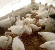 Day Old Broiler Chickens - 1