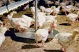 Day Old Broiler Chickens - 2