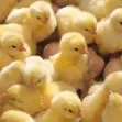 Day Old Broiler Chickens - 3