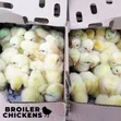 Day Old Broiler Chickens - 4