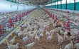 Day Old Broiler Chickens - 5