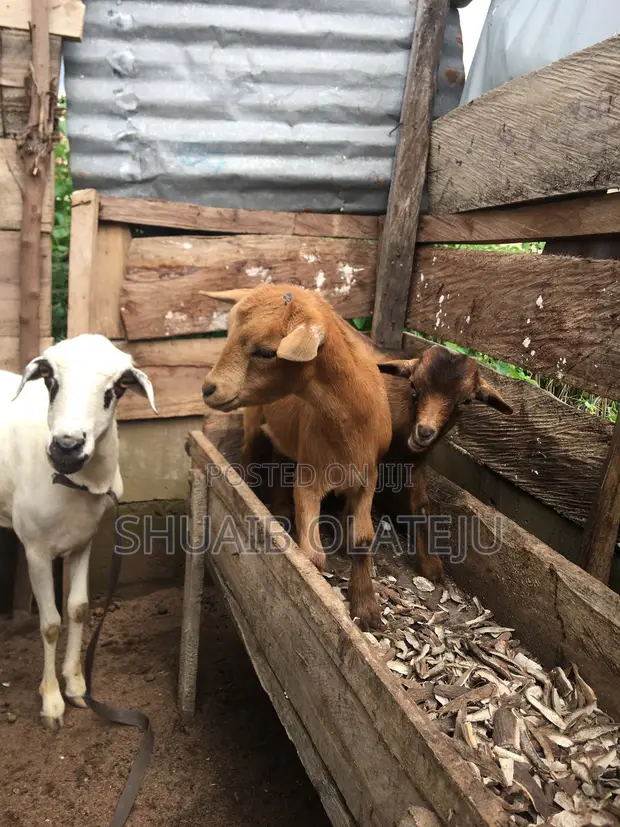 Healthy Female and Male Goats - 1