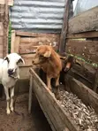 Healthy Female and Male Goats - 1