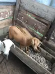 Healthy Female and Male Goats - 2