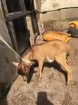 Healthy Female and Male Goats - 3