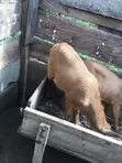 Healthy Female and Male Goats - 4