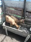 Healthy Female and Male Goats - 5