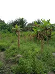 3 Plots Fenced Together for Sale in Awoyaya - 5