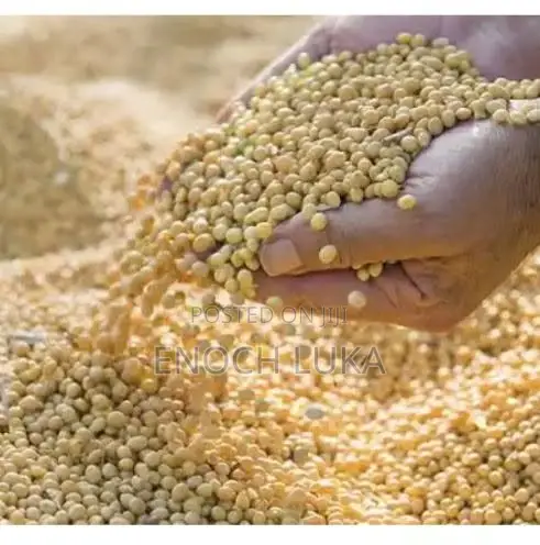 Quality Corn, Beans & Rice for Sale - 1