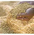 Quality Corn, Beans & Rice for Sale - 1