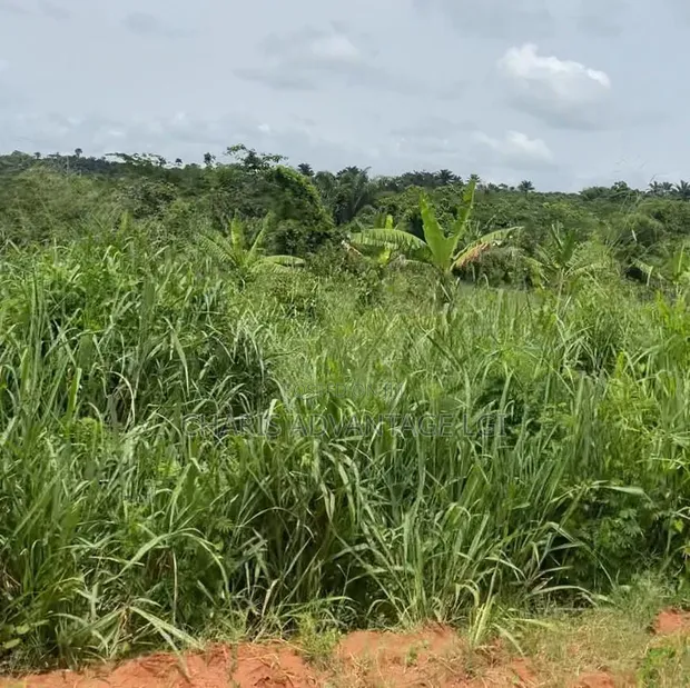 Filin Noma Mai Kyau Don Hayarwa a Benin City - 1