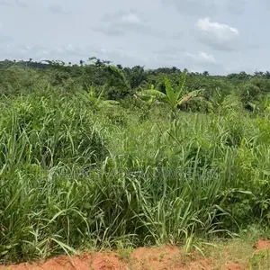 Filin Noma Mai Kyau Don Hayarwa a Benin City