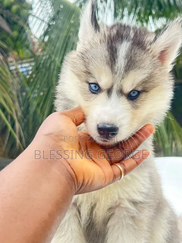 Kare Mai Tsarki na Siberian Husky (Mace, watanni 1-3) - 1