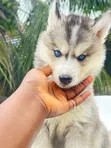 Kare Mai Tsarki na Siberian Husky (Mace, watanni 1-3) - 1