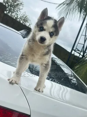 Female Purebred Siberian Husky Puppy (1-3 Months)